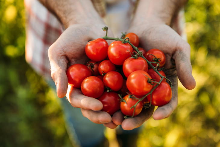 tomatoes cancer iron bunch of tomatoes