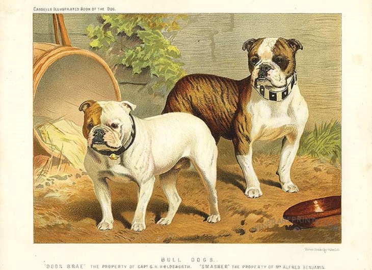 Purebred dogs: bulldog