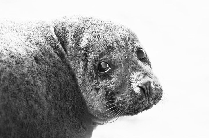 Iceland photography Signe Fotar grey seal
