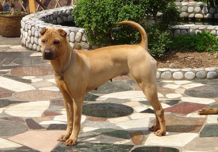 Purebred dogs: shar pei