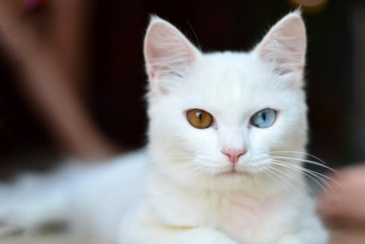 Melanin and Hearing: white cat with heterochromia deaf