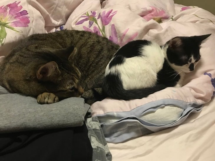 Daily Struggles of Cat Owners Fresh laundry is purrfect for napping