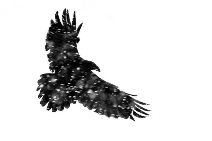Bird pictures: raven in snow