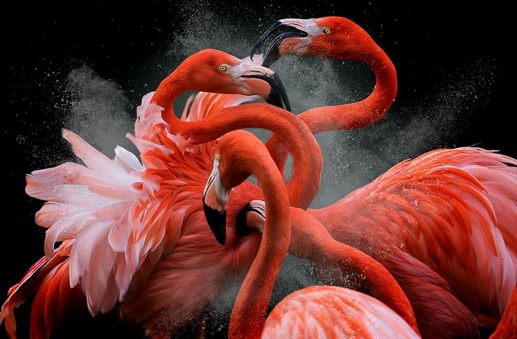 Bird pictures: flamingos