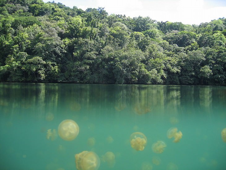 strange lakes Jellyfish Lake