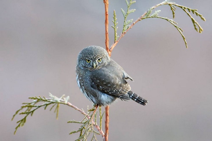 Bird pictures: pygmy owl