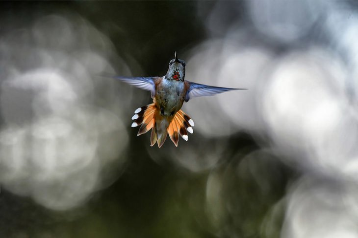 Bird pictures: hummingbird