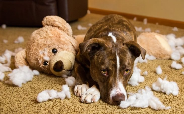 dealing with guilt dog ripped apart teddy bear guilty