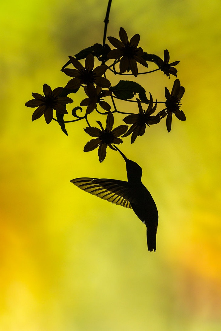 Bird pictures: hummingbird silhouette
