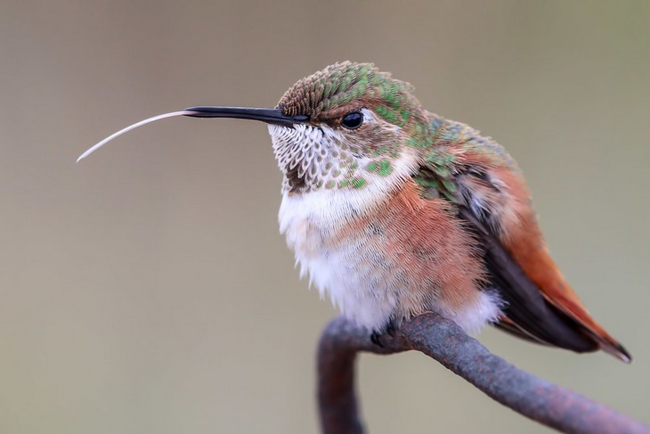 Bird pictures: hummingbird tongue