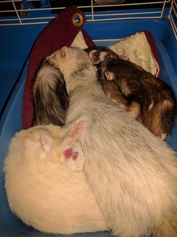 pets sleeping in awkward positions ferret sleeping with tongue out
