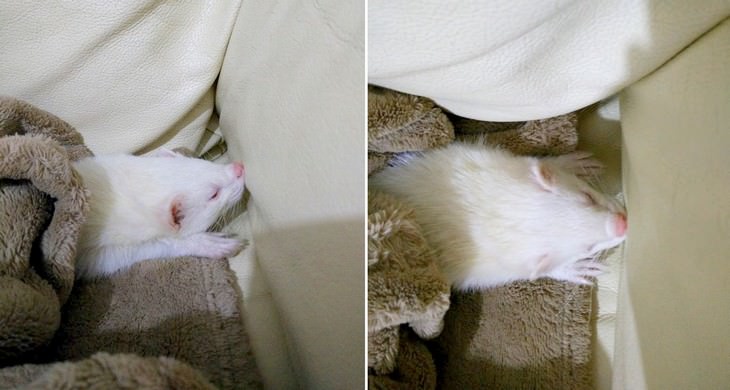 pets sleeping in awkward positions ferret sleeping with nose against the couch