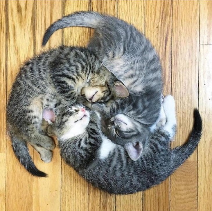 pets sleeping in awkward positions kitten vortex