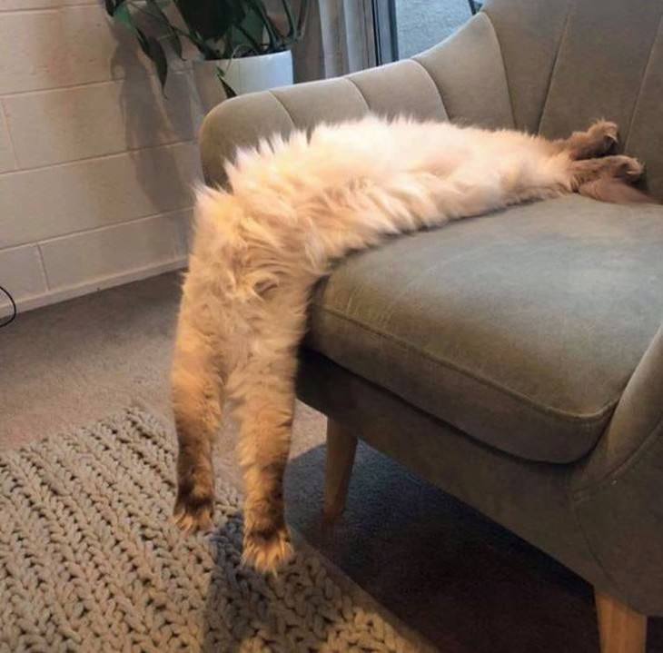 pets sleeping in awkward positions cat liquid