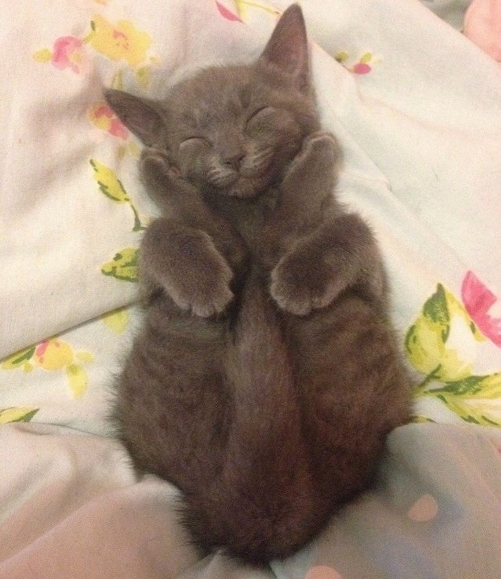 pets sleeping in awkward positions pretzel kitten
