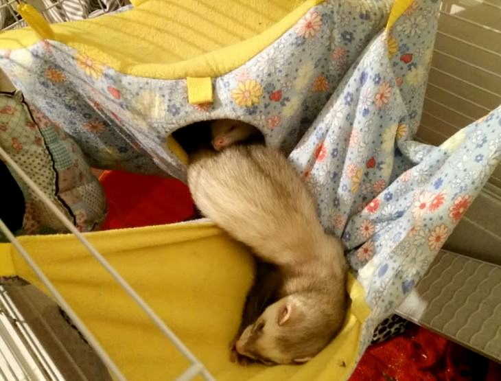 pets sleeping in awkward positions ferret sleeping mid way between hammock and house