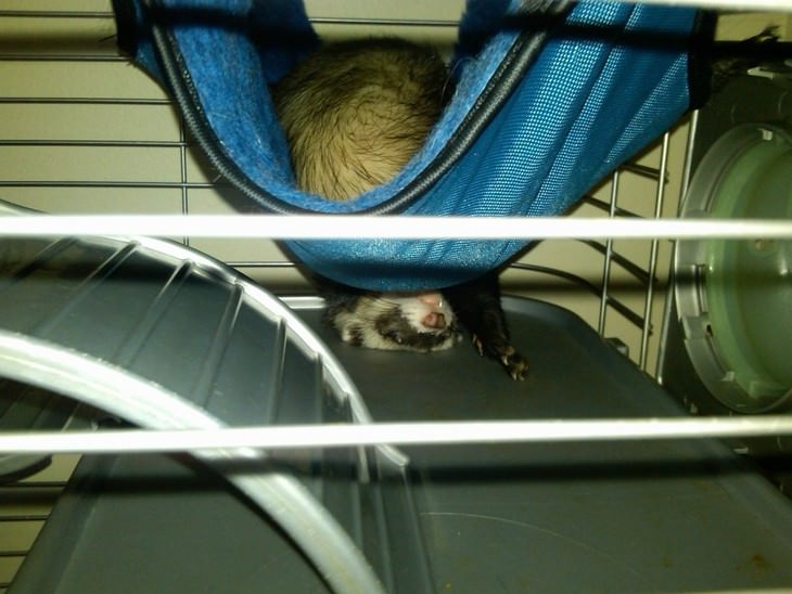 pets sleeping in awkward positions ferret in hammock upside down