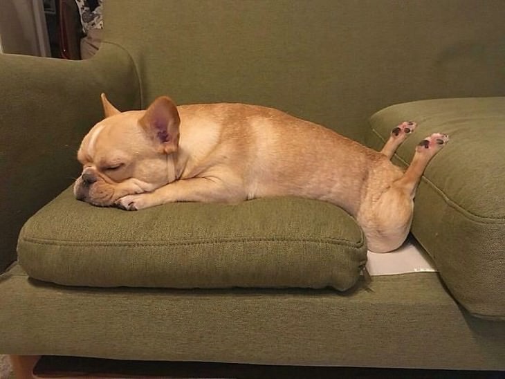 pets sleeping in awkward positions dog sleeping legs backwards