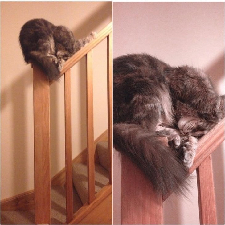 pets sleeping in awkward positions cat sleeping on stairs