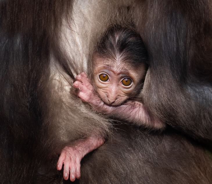 animal photos Goran Anastasovski baby 