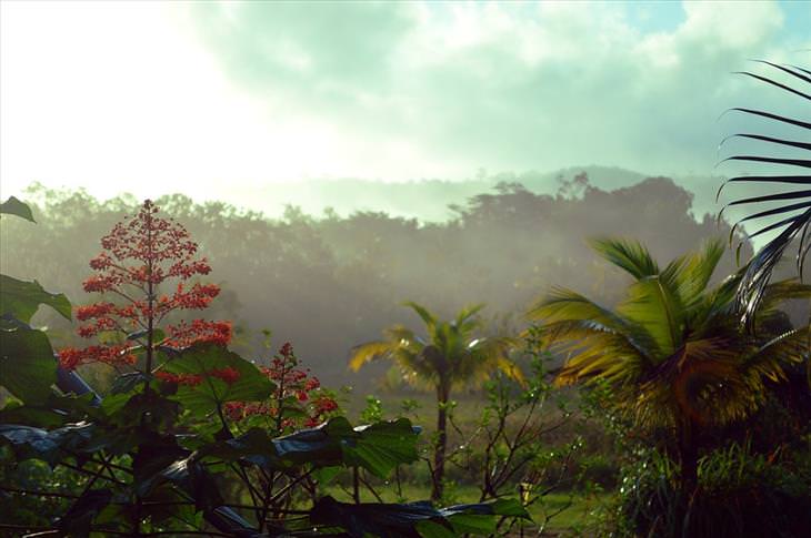 Guyana: plants exotic