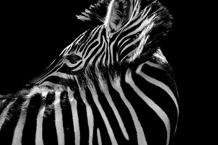 animal photos Goran Anastasovski zebra
