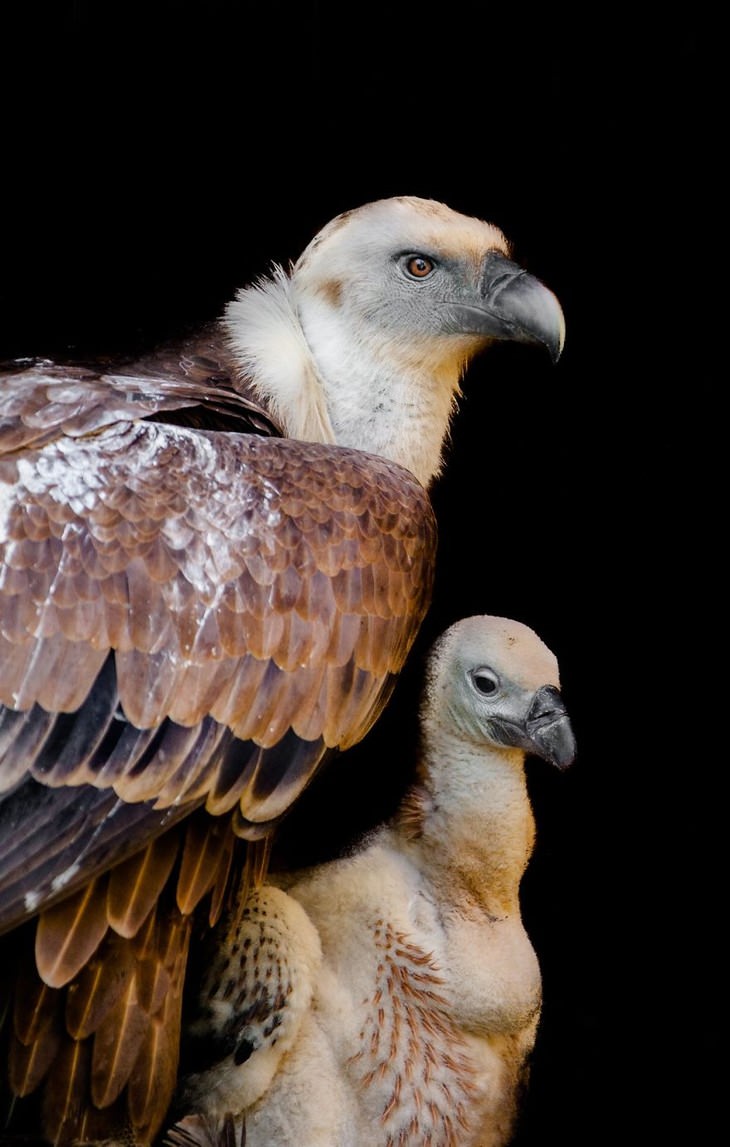 animal photos Goran Anastasovski mother and baby vulture