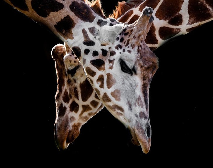 animal photos Goran Anastasovski two giraffes