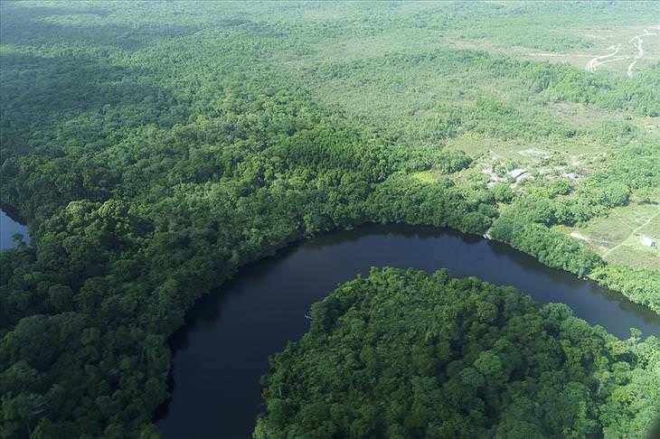 Guyana: rainforest