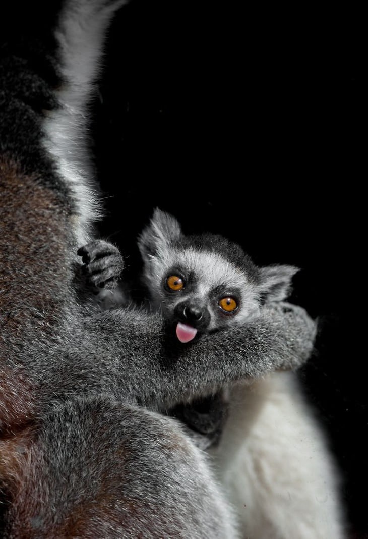 animal photos Goran Anastasovski baby lemur 