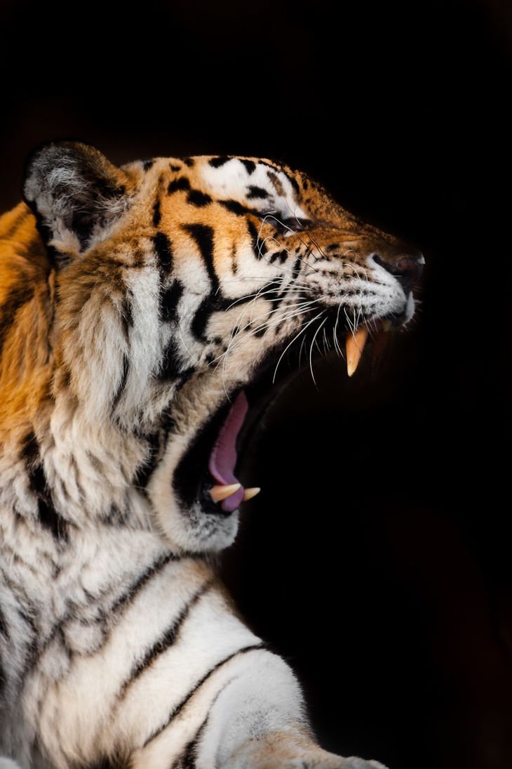 animal photos Goran Anastasovski tiger