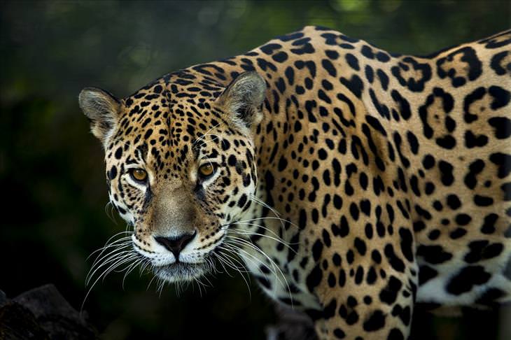 Guyana: jaguar
