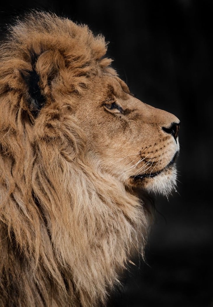 animal photos Goran Anastasovski lion