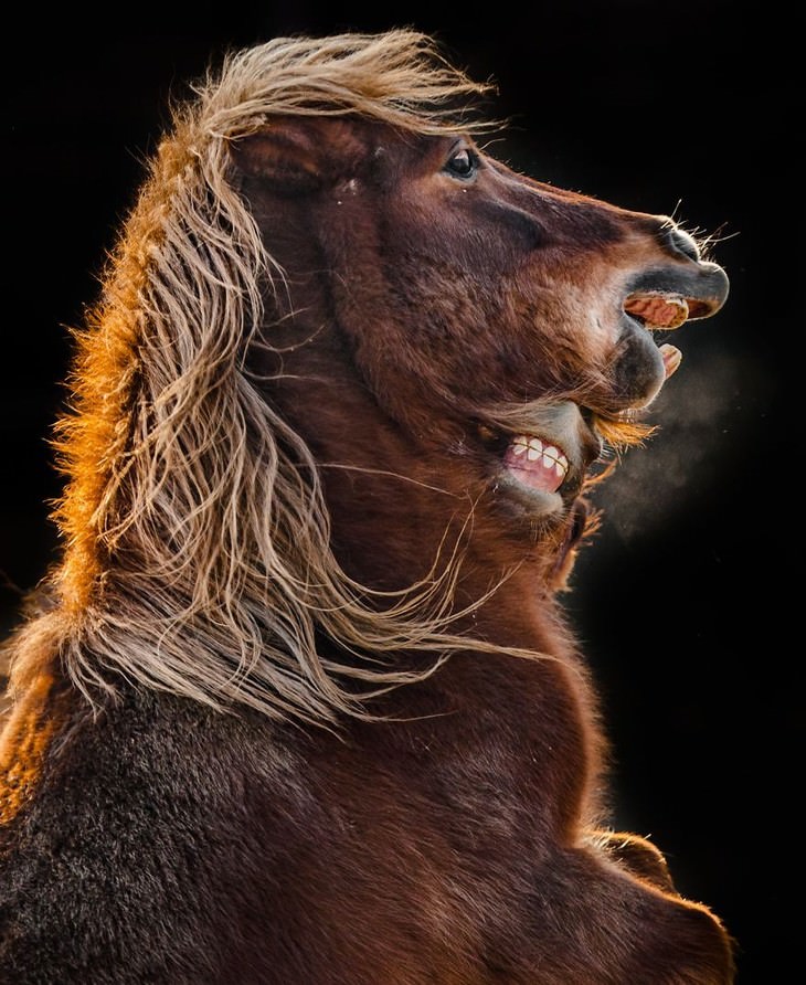 animal photos Goran Anastasovski horses