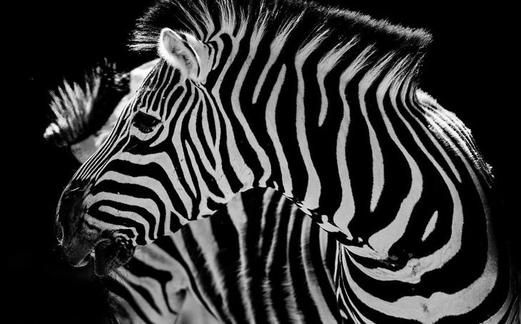 animal photos Goran Anastasovski zebra profile
