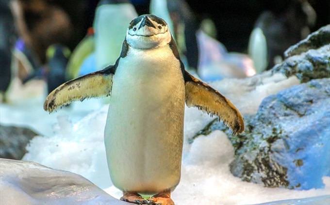 confused penguin