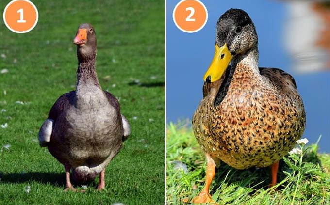 duck goose