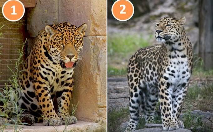 leopard jaguar