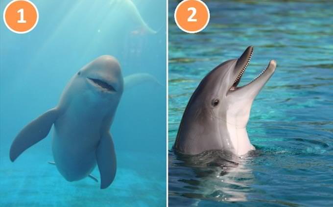 dolphin porpoise
