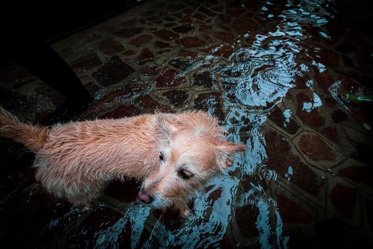 Flooded Venice dog