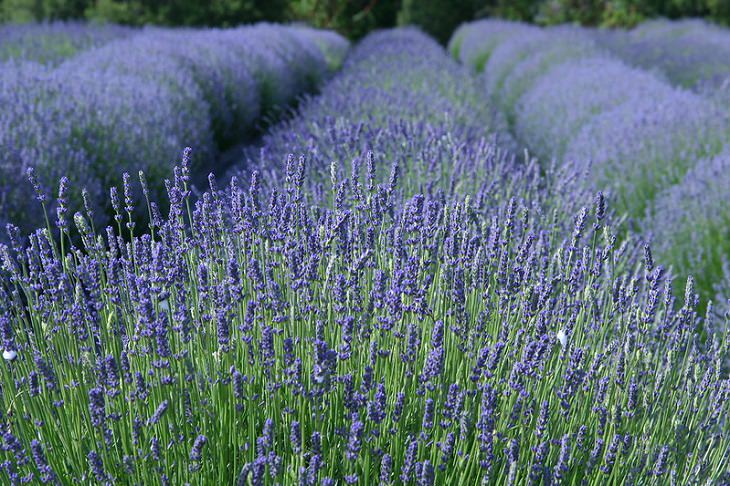 lesser known natural wonders in the USA Lavender Field