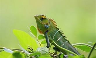 chameleon