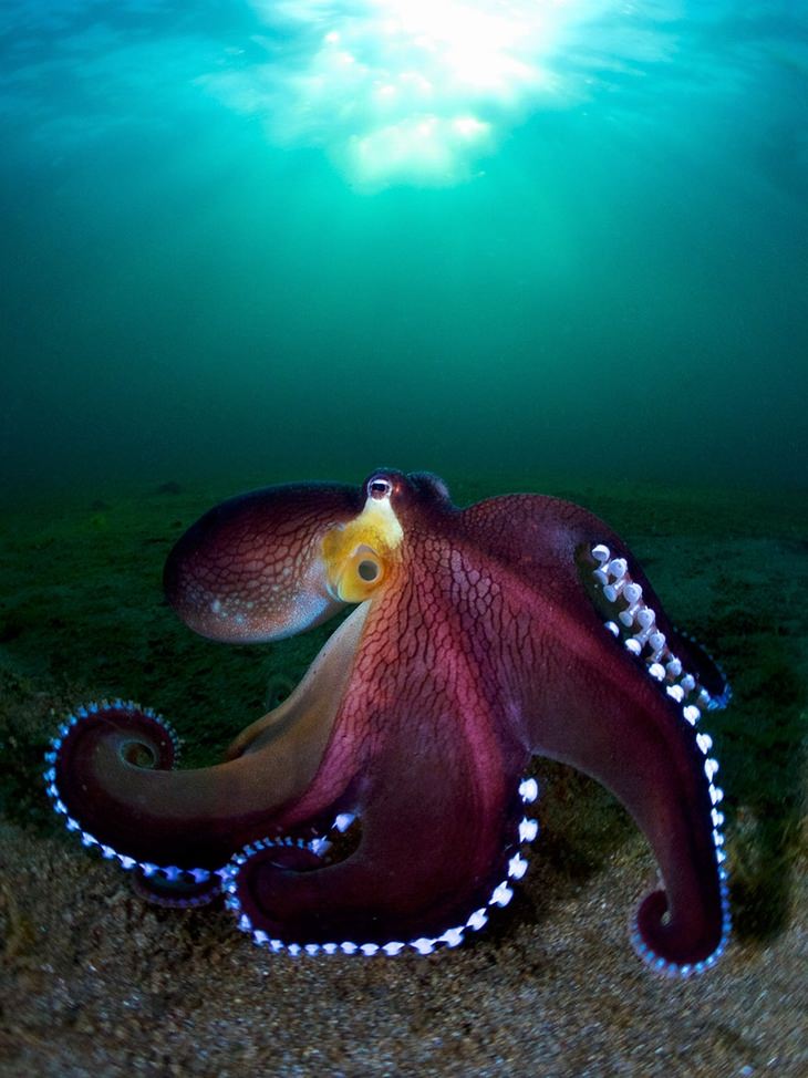 Honorable Mention, Compact Wide Angle Category - Enrico Somogyi, "Coconut Octopus"