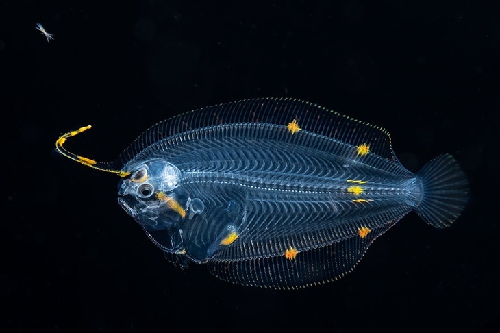 Honorable Mention, Blackwater Category - Suzan Meldonian, "Long Lure Larval Flounder"