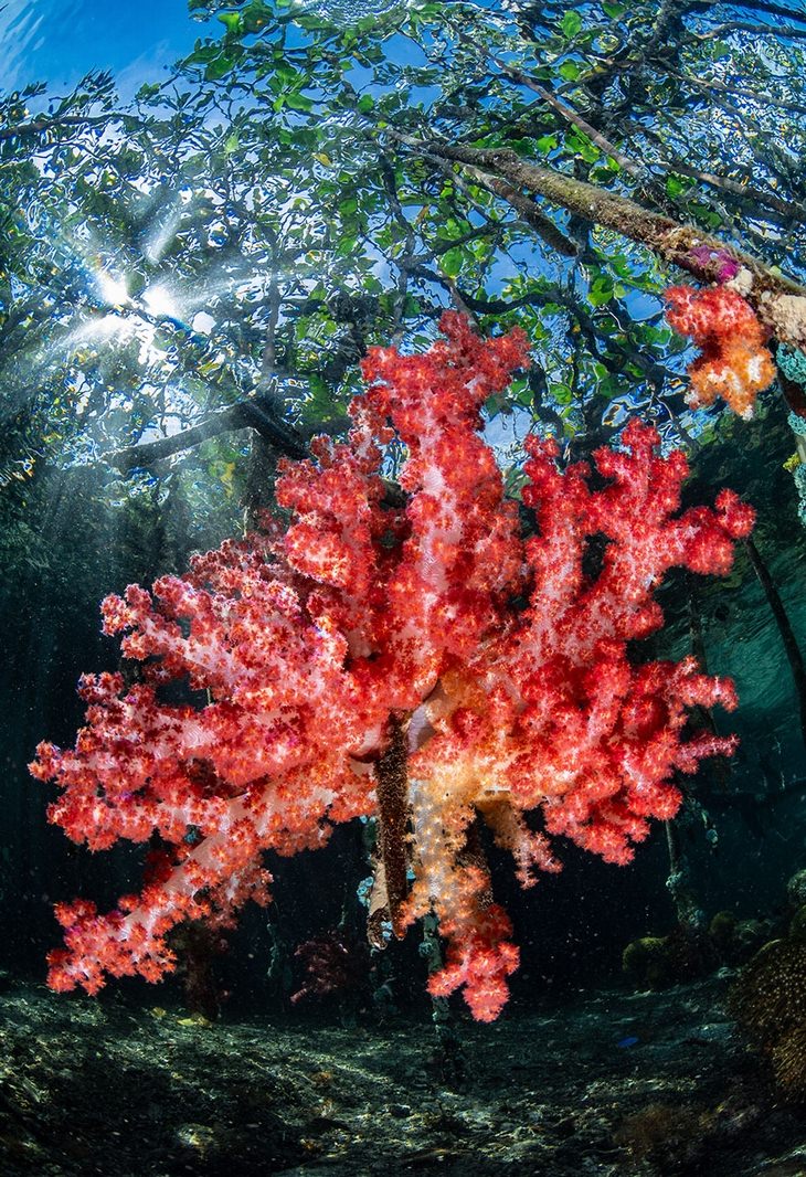 2nd Place, Reefscapes Category  - Nicholas More, "Mangrove Soft Coral"