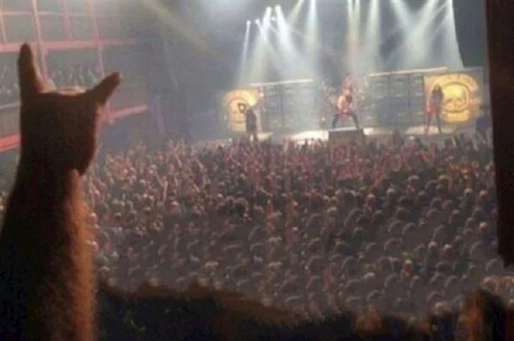 Weird Pics cat rock concert