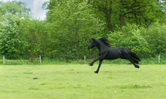 Galloping horse