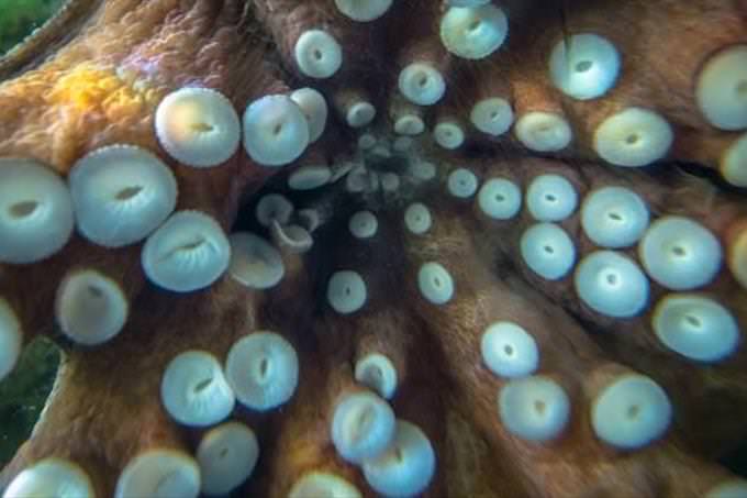 The bottom side of an octopus