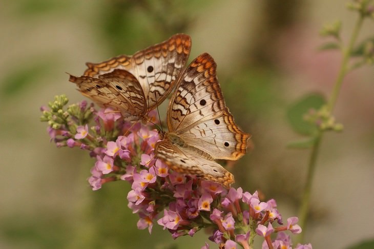 macro photos of nature two butterflies on flower