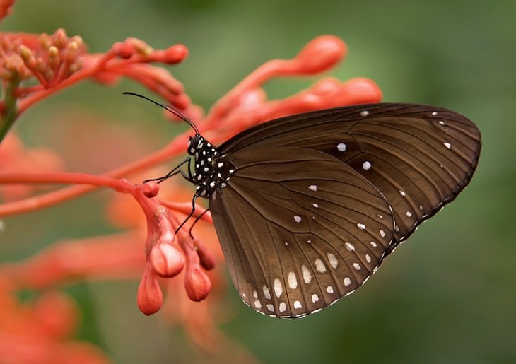 macro photos of nature butterfly